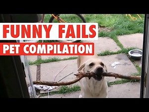 Funny Dogs And Cats || Silly Pet Fails Compilation