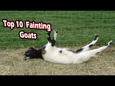 Top 10 fainting goats (funny fainting goats)
