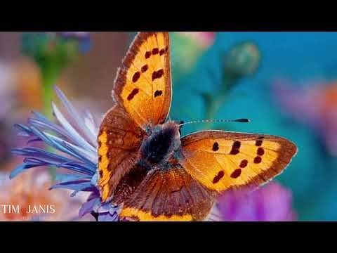 12 Hours of Beautiful Relaxing Music, Peaceful Instrumental Music "Butterfly Garden"" by Tim Janis