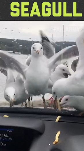 6 Wild Animal Fails! | FailArmy