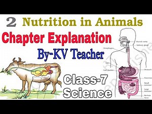 (PART-1) Nutrition In Animals / Class-7 Science NCERT Chapter-2 Explanation in हिंदी By-KV Teacher