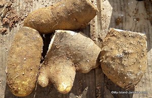 Jamaican Yam? What Is That? (With Video)