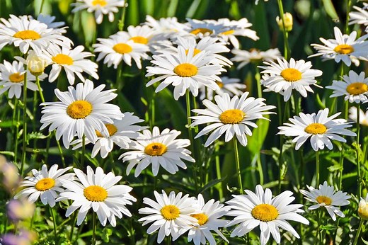How to Grow and Care for Daisies
