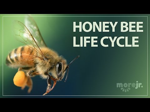 The Life Cycle of a Honey Bee