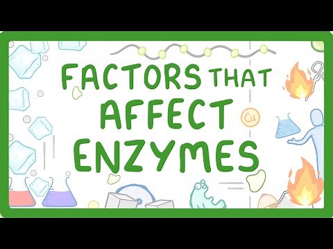 GCSE Biology - Enzymes - How Temperature and pH Affect Rate of Reaction (2026/27 exams)