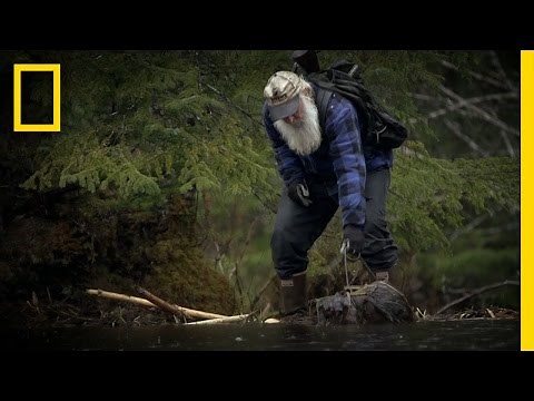 Busy Beaver Trapping | Port Protection