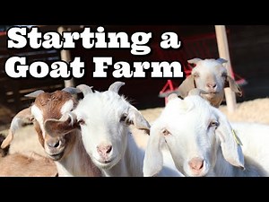 Guide To Starting A Goat Farm | Goat Farming