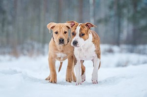 10 Best American Staffordshire Terrier Breeders (2026): Our Top 10 Picks!