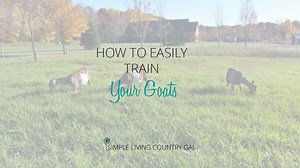 How to train your goats to behave and be more people-friendly!