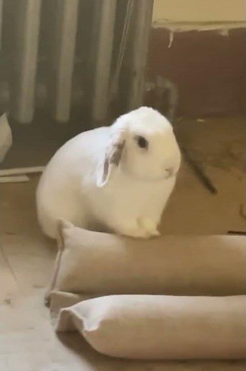 Bunny is angry because he can't jump around 🙄 - Bunny reaction video