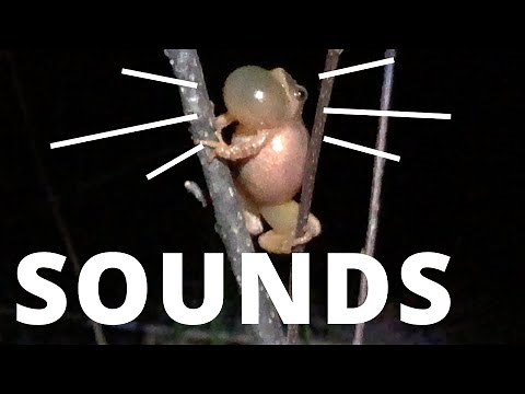 Frog Sounds: Why They Make Them (Examples)