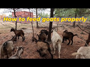 How to Feed Goats Properly (Beginner-Friendly Guide)