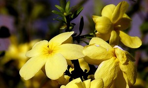 How to Plant, Grow, and Care for Jasmine