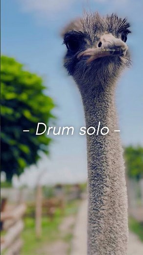 Surfin Bird (Bird is the Word) by the Trashmen (Lyrics) #englishpronunciationpractice