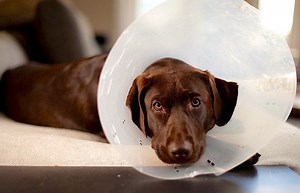 Understanding Thyroid Issues in Dogs: Symptoms, Diagnosis, and Treatment - Petful