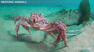 Sea Animals | Facts & Types