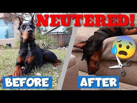 How Your Doberman Will Change After Neutering—Behavior Changes