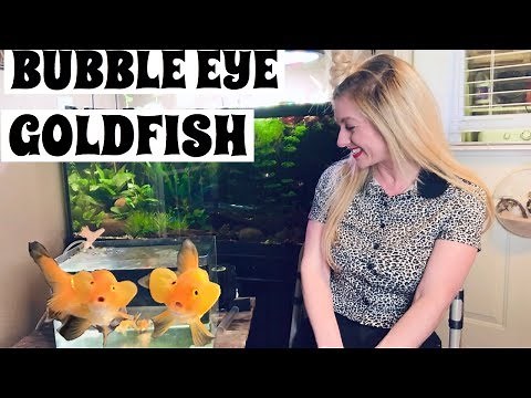 KEEPING BUBBLE EYE GOLDFISH