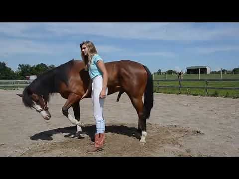Must Watch New Amazing horse training - A Girl And A Horse - How To Teach Your Horse To Lay Down