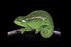 Top 15 species discoveries from 2021 (Photos)