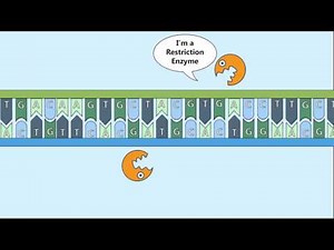 Recombinant DNA Process