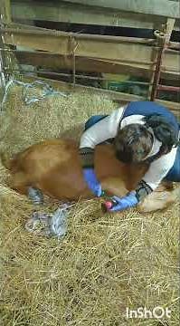 foot rot treatment #goats #farming #animals #homestead #livestock