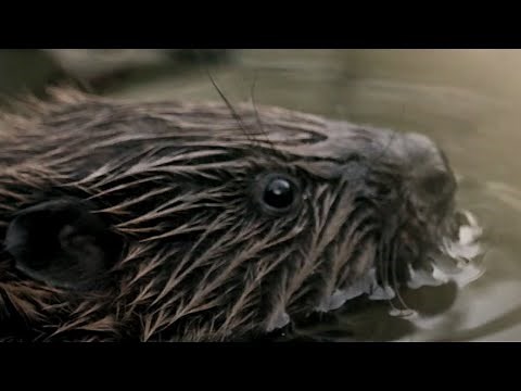 Wild Beavers Return After 400 Years | Wild Rescue | BBC Earth