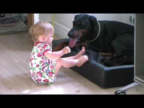 Dangerous Doberman. Or?