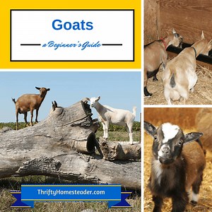 Goat Guide for Beginners