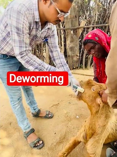 Deworming #deworming #goat #veterinary #vetlife #vetdoctor