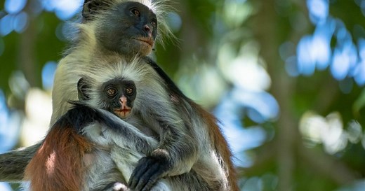 17 Nature Documentaries Streaming on PBS