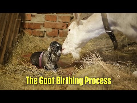 Step-by-Step Goat Birth: From Labor to Newborn Kids