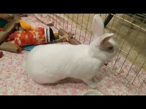 Bunny Gets ANGRY and THUMPS!