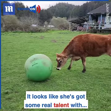 This cow could be the next sportstar! 🐮 ⚽ via Jukin Media | Daily Mail Video