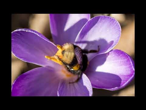 How to identify common bumblebee species