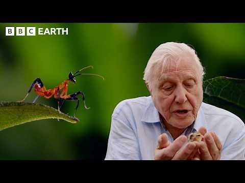 99 Iconic Moments From Sir David Attenborough | BBC Earth