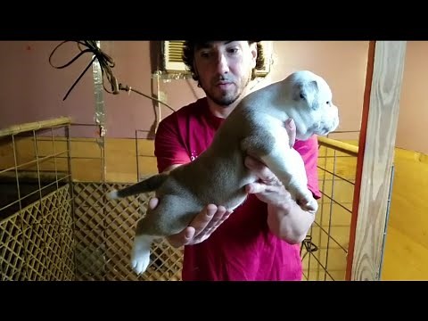 How to properly deworm a puppy 🐶