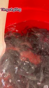 Cá tai tượng về lô đẹp #Cataituong #cagiongnuocngot #cagiong #trending | Tăng Cá Giống