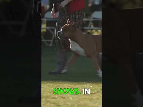 What makes the American Staffordshire terrier stand out?