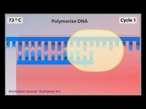 PCR animation - polymerase chain reaction