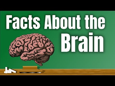 Facts About the Brain | Lesson Video