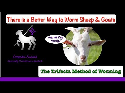 Worming Sheep and Goats: The Linessa Farms Trifecta Method