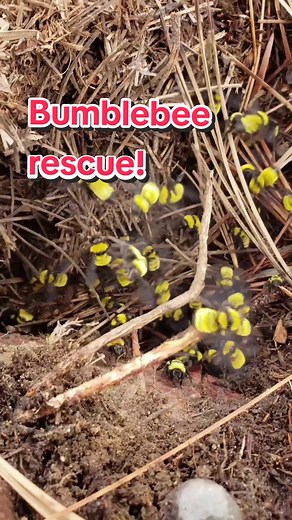 Bumblebee Nest Relocation: Sweet but Angry Bees!