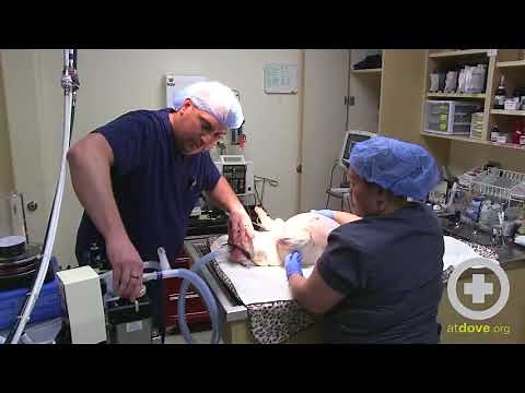 Moving an Anesthetized Veterinary Patient