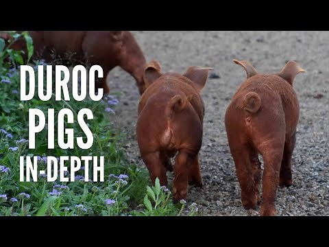 Duroc Pigs: Breed Profile, Characteristics and More