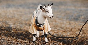 The Life Cycle Of Goat Internal Parasites And How to Prevent Them