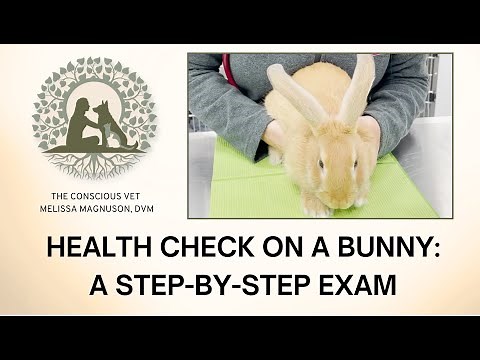 Health Check on a Bunny: A Step-by-Step Exam