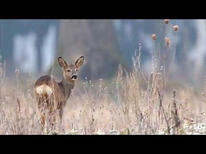 Kita Zauberwind Rehe in der Natur