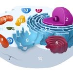 Organelles of the animal cell and their functions - Learner trip