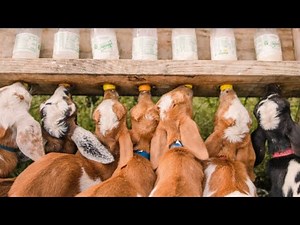 Baby Goat Bottle Feeding Compilation